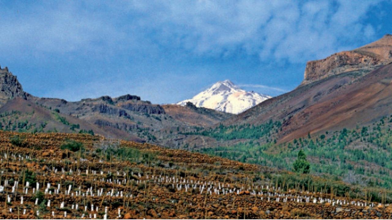 Viñedos y al fondo el Teide, Ycodense-Daute-Isora